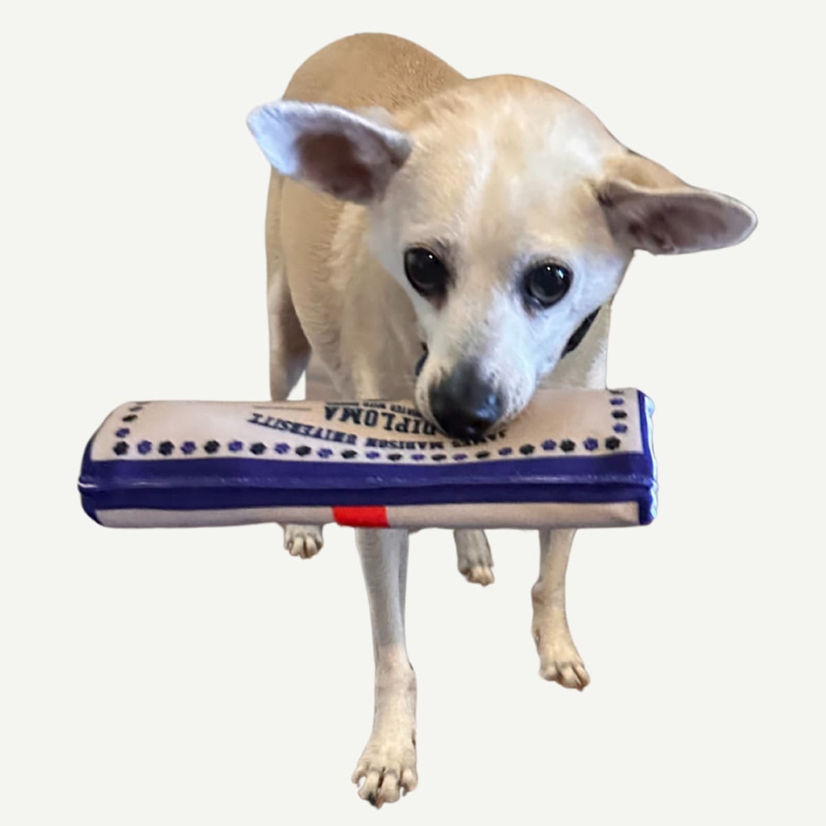 A small dog holding a Dog Toy Diploma, a plush pet toy designed to resemble a graduation diploma, featuring blue and white details.